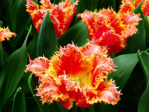 623473 (a): :1600x1200